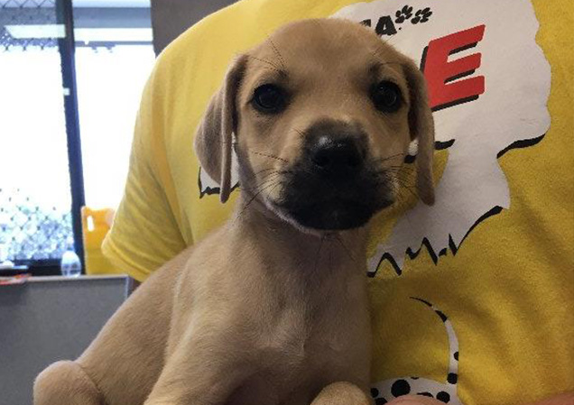 Puppy at RSPCA Cairns shelter